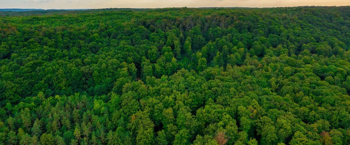 A dense forest with a cloudy sky.