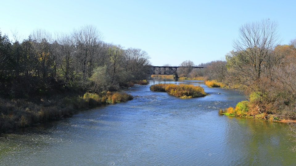 A river flowing through a forest with a bridge in the distance.