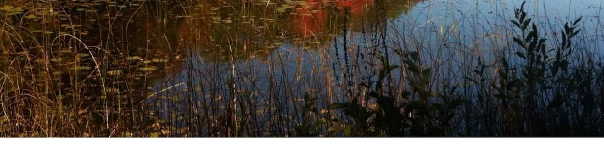 Beautiful fall colours!