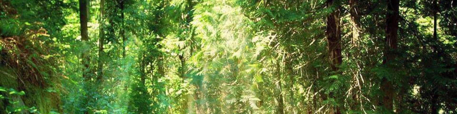 Lighthouse Park has over 75 hectares of virgin #rainforest. At the southernmost tip of the #peninsula is Point Atkinson Lighthouse with an impressive #landmark #lighthouse from 1912 replacing the original built in 1875. Point Atkinson was first charted and named by Captain George Vancouver in 1792 and is a #National #Historic Site of Canada. This is part of the hike to the lighthouse. #hiking #trails #canada #vancouver #forest #light #green #path #hike #foliage #sun #rays