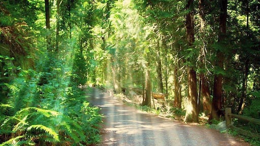 Lighthouse Park has over 75 hectares of virgin #rainforest. At the southernmost tip of the #peninsula is Point Atkinson Lighthouse with an impressive #landmark #lighthouse from 1912 replacing the original built in 1875. Point Atkinson was first charted and named by Captain George Vancouver in 1792 and is a #National #Historic Site of Canada. This is part of the hike to the lighthouse. #hiking #trails #canada #vancouver #forest #light #green #path #hike #foliage #sun #rays