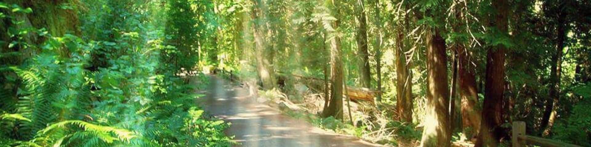 Lighthouse Park has over 75 hectares of virgin #rainforest. At the southernmost tip of the #peninsula is Point Atkinson Lighthouse with an impressive #landmark #lighthouse from 1912 replacing the original built in 1875. Point Atkinson was first charted and named by Captain George Vancouver in 1792 and is a #National #Historic Site of Canada. This is part of the hike to the lighthouse. #hiking #trails #canada #vancouver #forest #light #green #path #hike #foliage #sun #rays