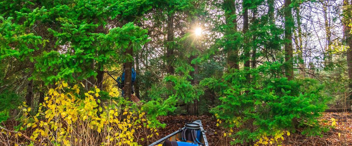 A canoe in a forested area with dense greenery and a small body of water.
