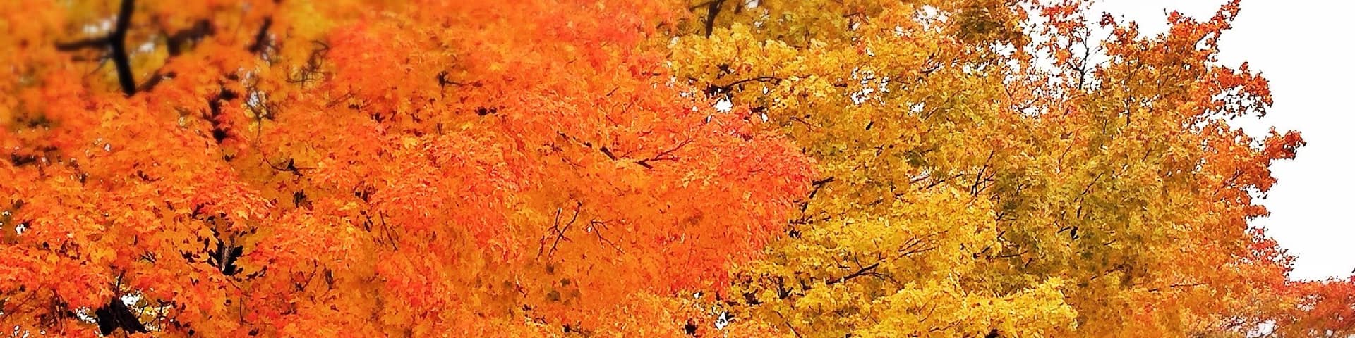 Spent the day taking photos of the area before I move. I love it when the fall colours come out to play. I'm really going to miss it.