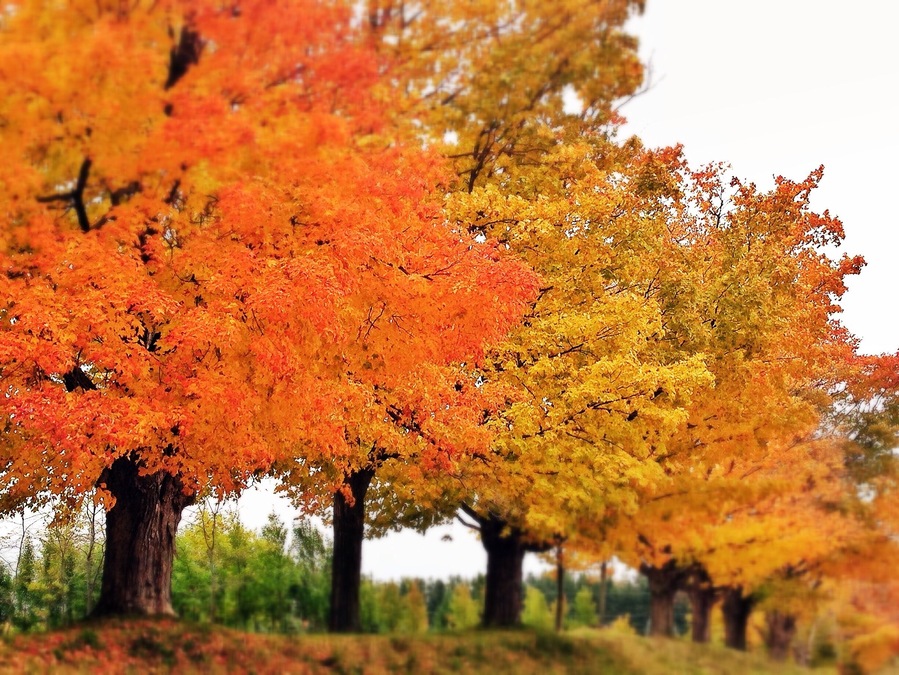 Spent the day taking photos of the area before I move. I love it when the fall colours come out to play. I'm really going to miss it.