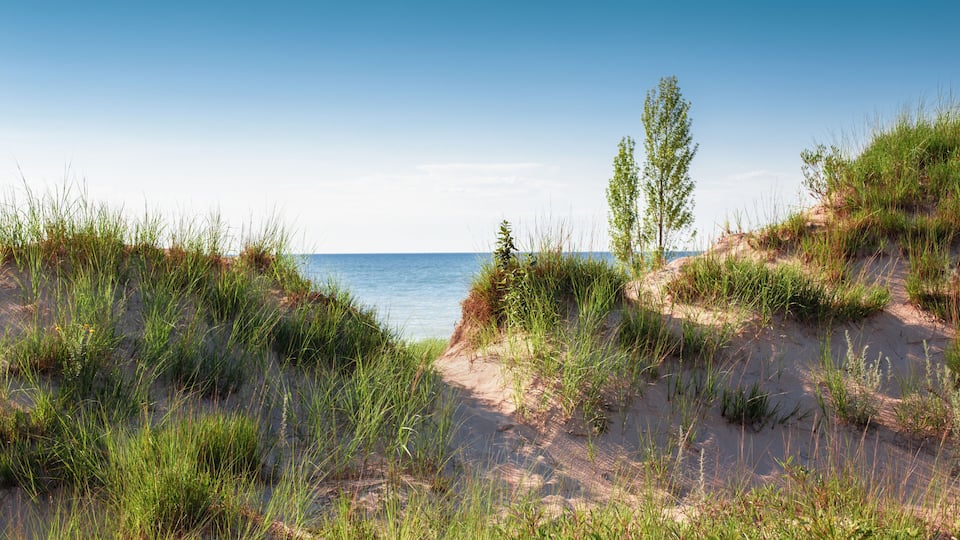 A coastal landscape with dunes, grass, and a clear blue sky.