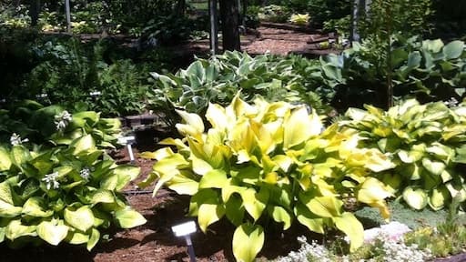 If you want to buy Hostas, this place has hundreds of varieties. Beautiful setting & well worth the visit, but caution: about 1 kilometer of gravel road.
http://www.hostachoicegardens.com/