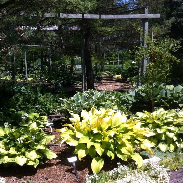 A garden with various plants and a wooden pergola structure.