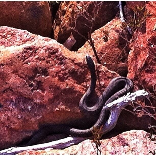 Lots of snakes sunbathing on the rocks. Only beach I never went in the water. Snakes were everywhere and in the water too. Won't be coming back here again lol! On the plus side you can see the beauty of the Canadian Shield exposed here. So stunning.