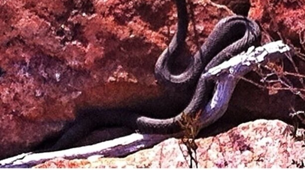Lots of snakes sunbathing on the rocks. Only beach I never went in the water. Snakes were everywhere and in the water too. Won't be coming back here again lol! On the plus side you can see the beauty of the Canadian Shield exposed here. So stunning.