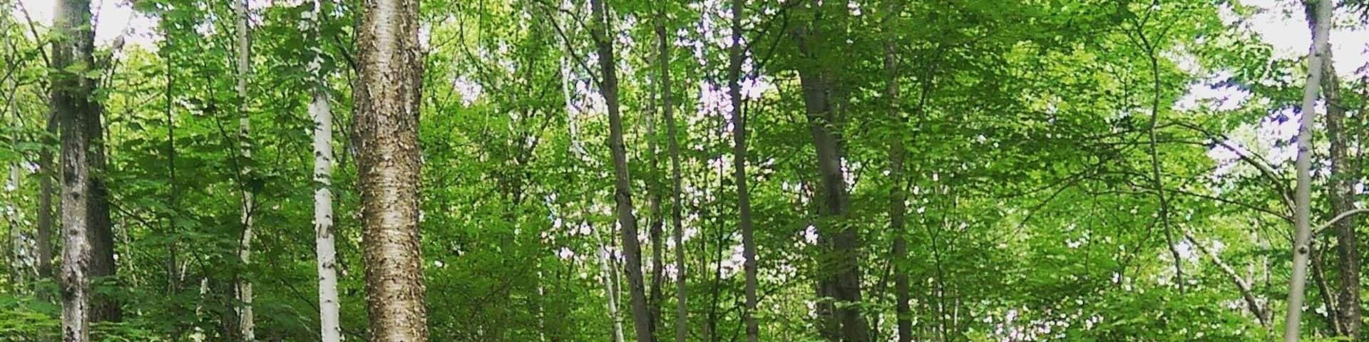 boardwalks over bored walks #green