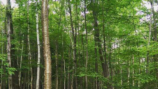 boardwalks over bored walks #green
