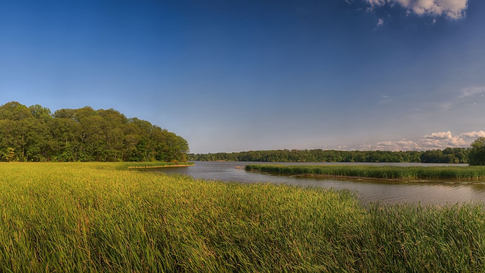 Panoramic view of marshland landscape in Ontario's Royal Botanical Garden