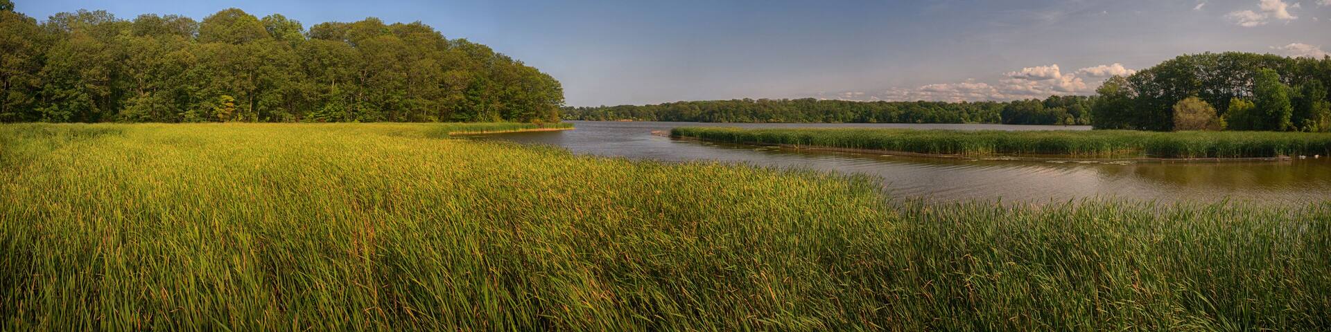 Panoramic view of marshland landscape in Ontario's Royal Botanical Garden
