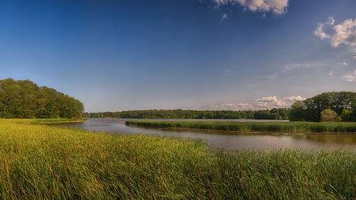 Panoramic view of marshland landscape in Ontario's Royal Botanical Garden