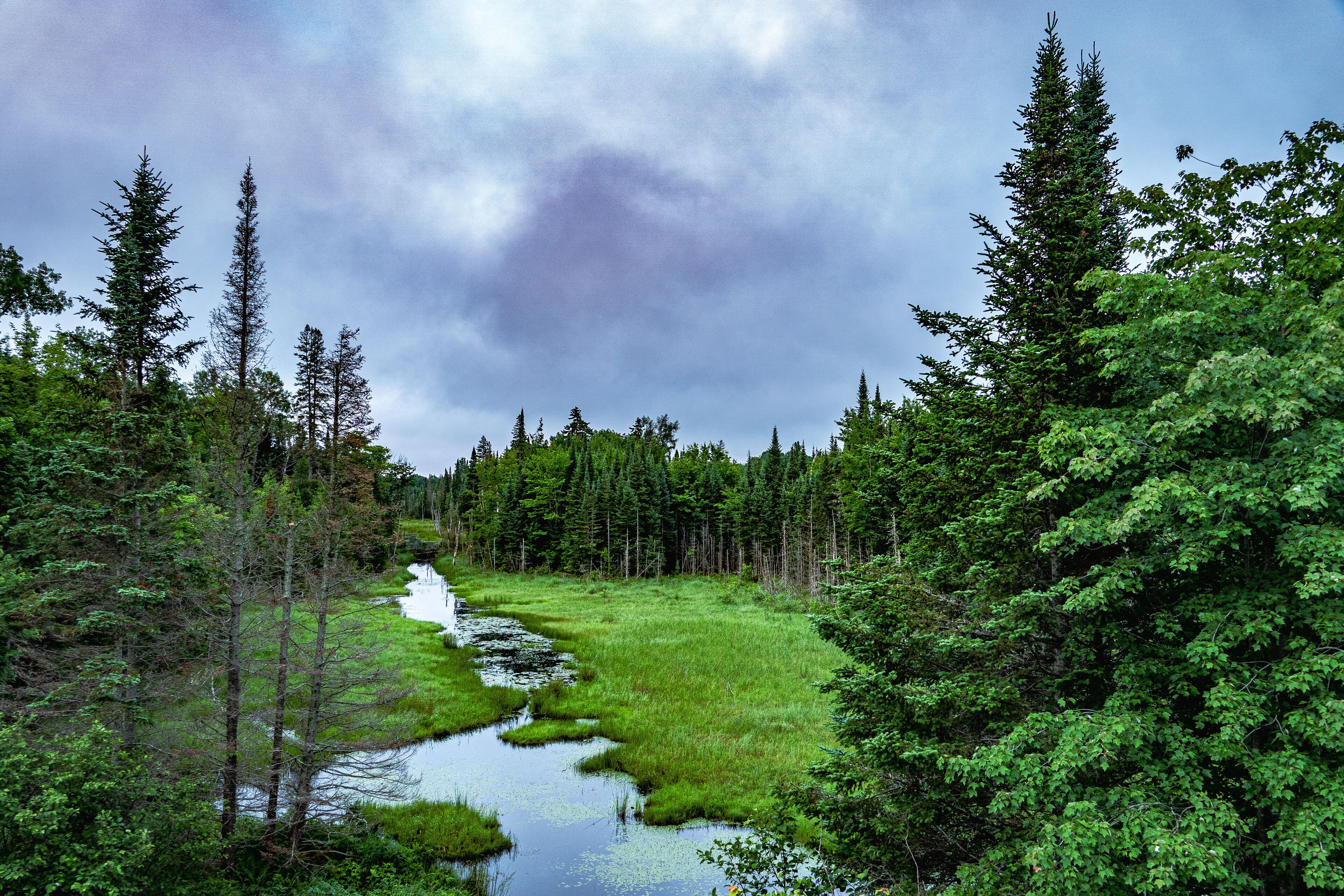 A Verdant Summer Morning in the Boreal Forests of the Haliburton Highlands