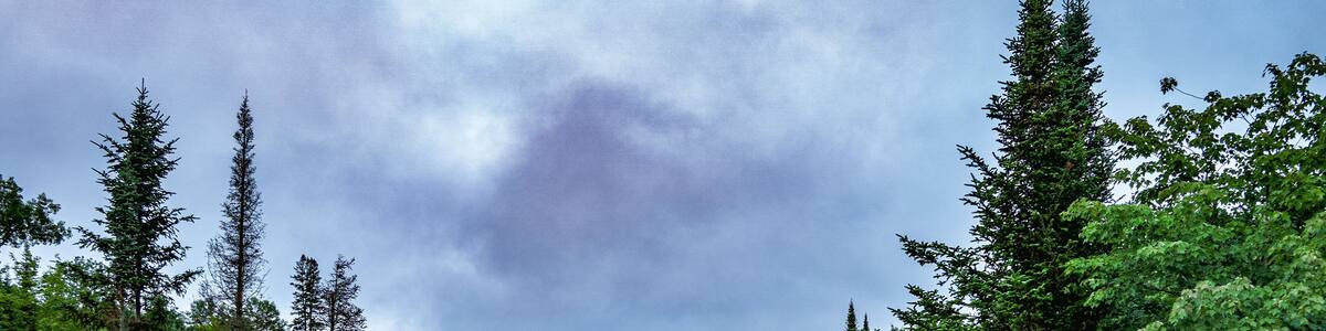 A Verdant Summer Morning in the Boreal Forests of the Haliburton Highlands