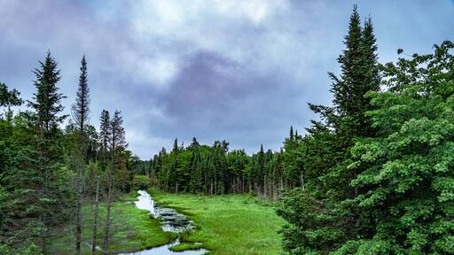 A Verdant Summer Morning in the Boreal Forests of the Haliburton Highlands