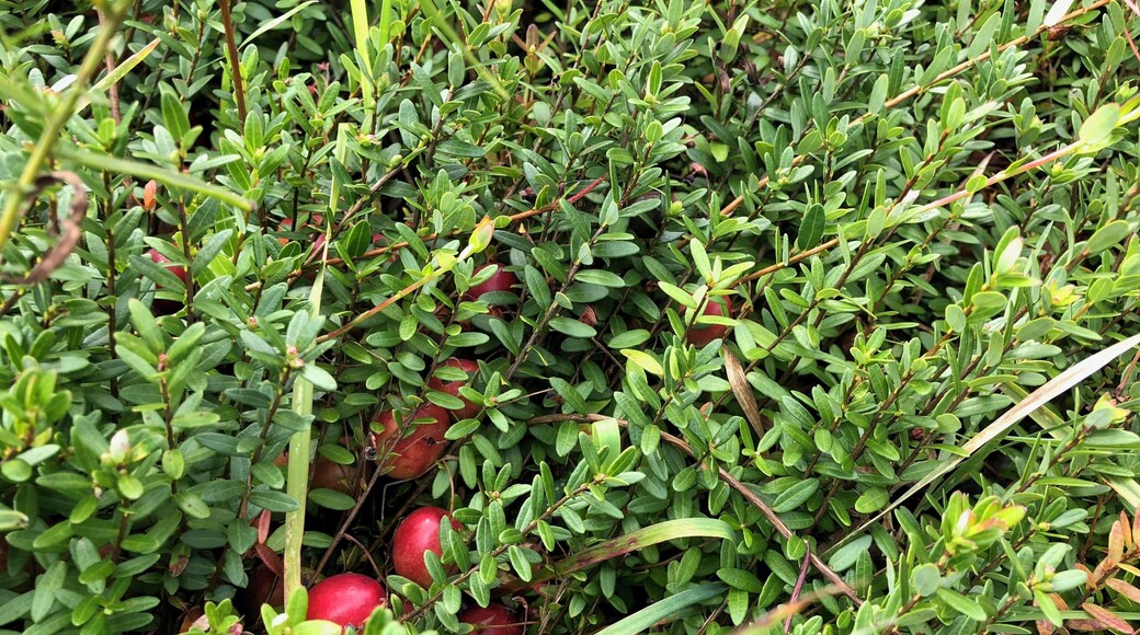 Look close to find the cranberries in the bushes.