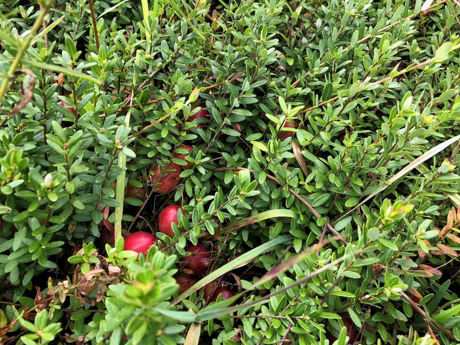 Look close to find the cranberries in the bushes.
