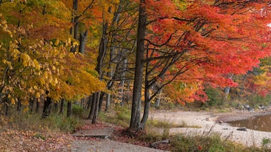 Colorful fall trees with yellow, red, and orange leaves along the shore of a lake, sunny day. Killbear Provincial Park, Ontario, Canada.