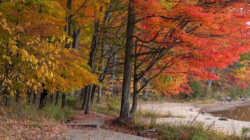 Colorful fall trees with yellow, red, and orange leaves along the shore of a lake, sunny day. Killbear Provincial Park, Ontario, Canada.