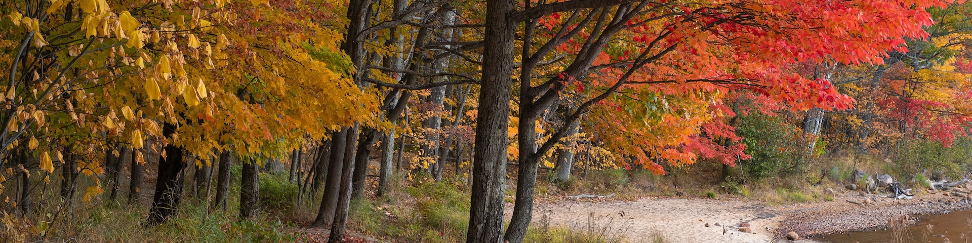 Colorful fall trees with yellow, red, and orange leaves along the shore of a lake, sunny day. Killbear Provincial Park, Ontario, Canada.