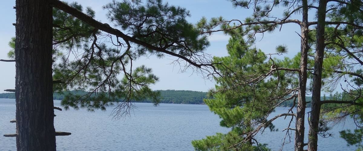 A rocky shoreline with pine trees and a calm lake.