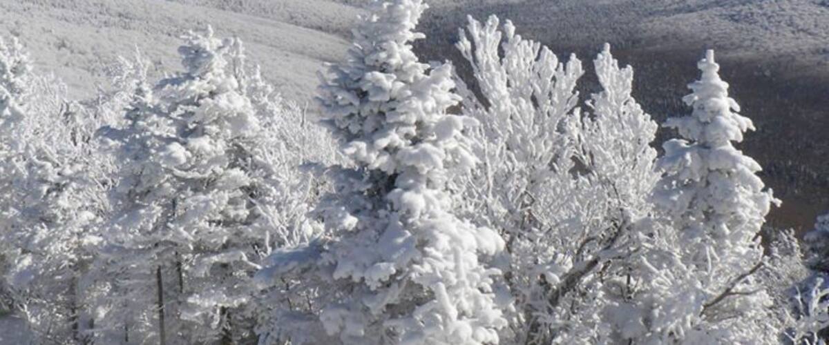 A snowy mountain landscape with snow-covered trees and a clear blue sky.