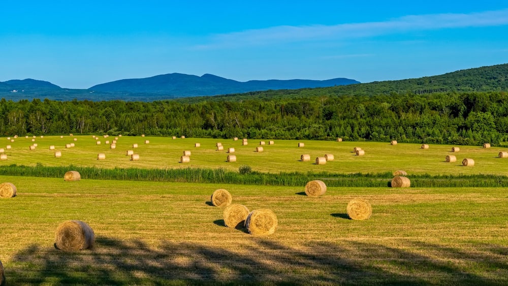 Un champ de bottes de foin dans un paysage rural, avec des montagnes en arrière-plan.