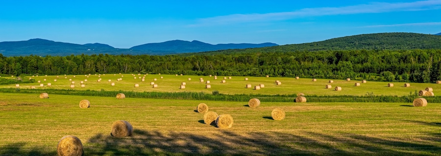 Panorama of round hay bales in a hay field with mountains and forest in the background; Brome Lake, Ville de Lac Brome, Quebec, Canada