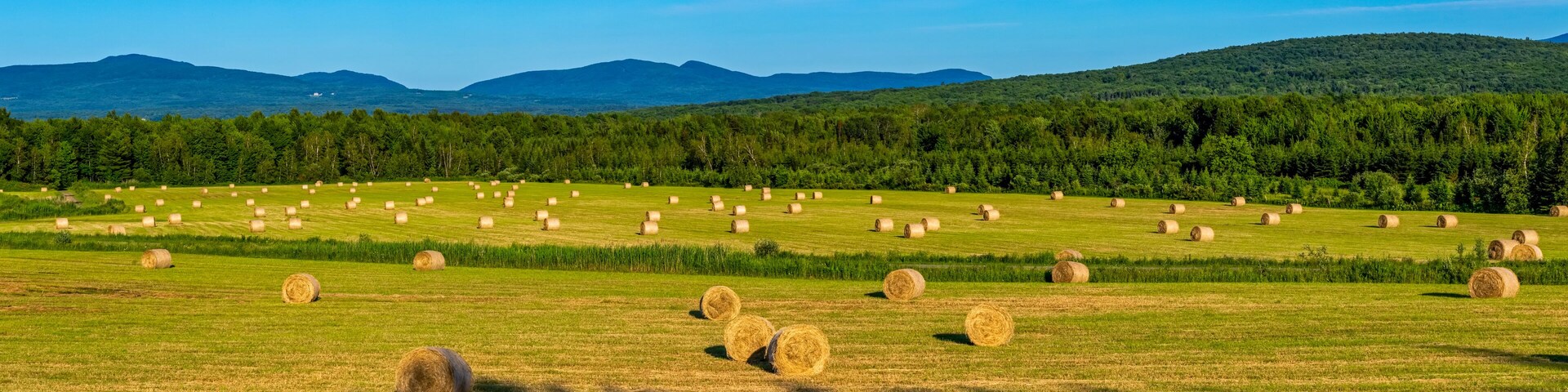 Panorama of round hay bales in a hay field with mountains and forest in the background; Brome Lake, Ville de Lac Brome, Quebec, Canada