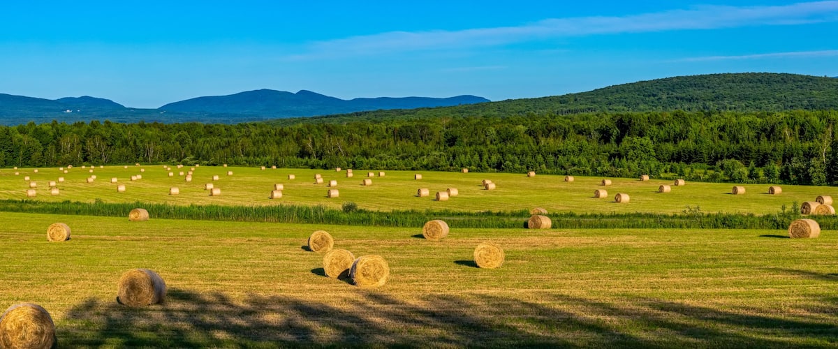 A field of hay bales in a rural landscape with mountains in the background.