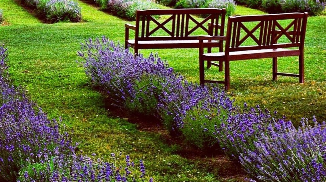 If you thought the only lavender fields were in Provence, it turns out you can also find them in Quebec, Canada. Learn how they grow it, taste some lavender lemonade and get a lavender massage here. For more, see: http://www.travelblissnow.com/lavender-bliss-canada/