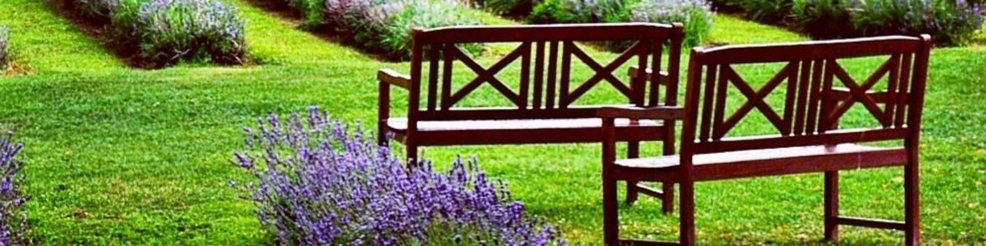 If you thought the only lavender fields were in Provence, it turns out you can also find them in Quebec, Canada. Learn how they grow it, taste some lavender lemonade and get a lavender massage here. For more, see: http://www.travelblissnow.com/lavender-bliss-canada/