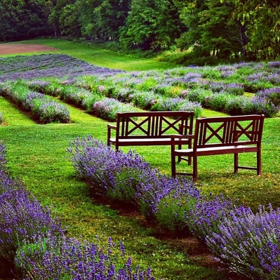 If you thought the only lavender fields were in Provence, it turns out you can also find them in Quebec, Canada.  Learn how they grow it, taste some lavender lemonade and get a lavender massage here.  For more, see:  http://www.travelblissnow.com/lavender-bliss-canada/