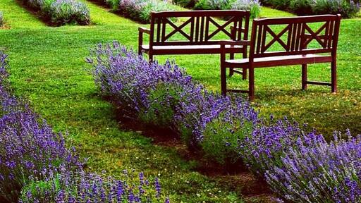 If you thought the only lavender fields were in Provence, it turns out you can also find them in Quebec, Canada. Learn how they grow it, taste some lavender lemonade and get a lavender massage here. For more, see: http://www.travelblissnow.com/lavender-bliss-canada/