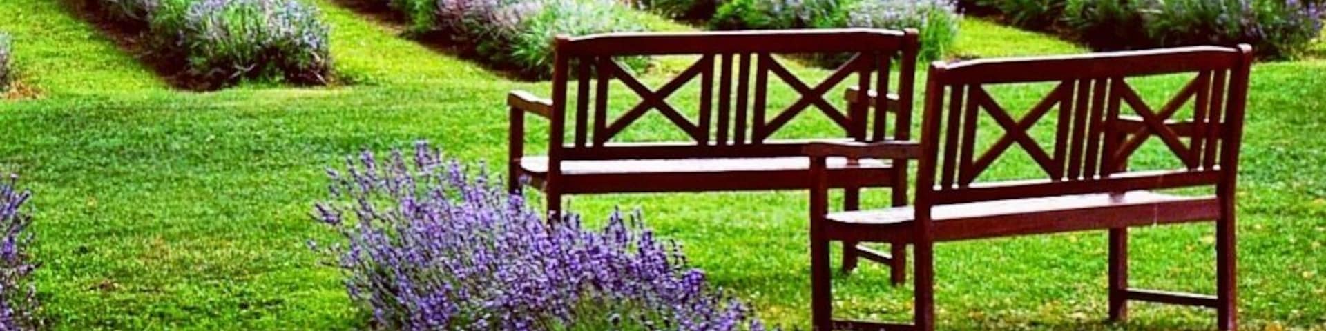 If you thought the only lavender fields were in Provence, it turns out you can also find them in Quebec, Canada.  Learn how they grow it, taste some lavender lemonade and get a lavender massage here.  For more, see:  http://www.travelblissnow.com/lavender-bliss-canada/