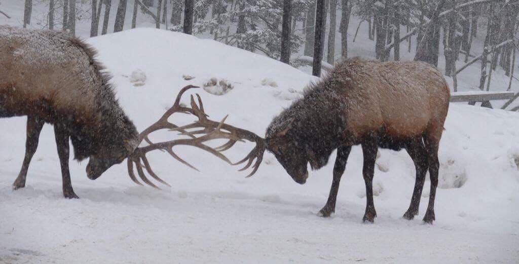 Two elk with antlers in a snowy forest.