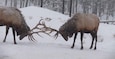 Two elk with antlers in a snowy forest.