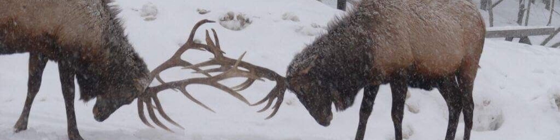 Dois alces com chifres em uma floresta nevada.
