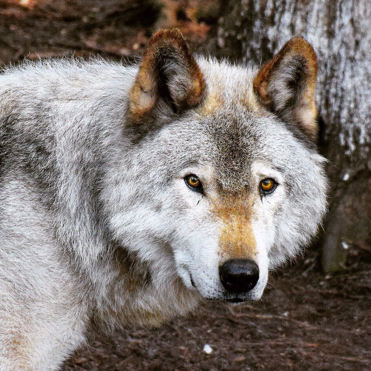 Parc Omega in Quebec Canada is a huge wildlife conservation area and the viewing opportunities are incredible.  It's amazing how close you can watch wolves and other animals from Canada in their natural habitat.  For more see:  http://www.travelblissnow.com/wolves-parc-omega-canada/