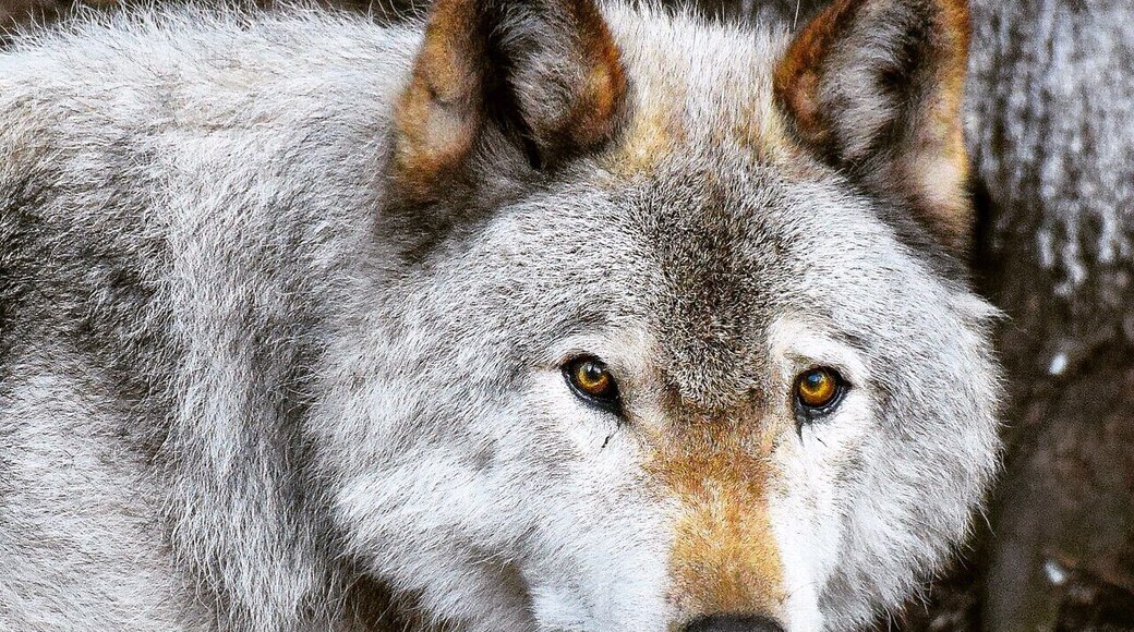 Parc Omega in Quebec Canada is a huge wildlife conservation area and the viewing opportunities are incredible. It's amazing how close you can watch wolves and other animals from Canada in their natural habitat. For more see: http://www.travelblissnow.com/wolves-parc-omega-canada/