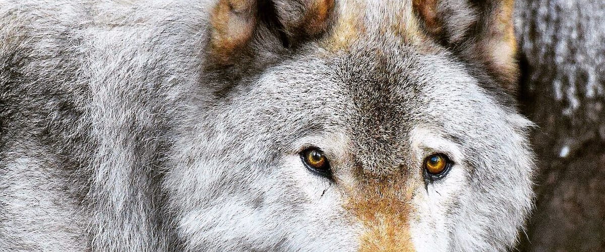 Parc Omega in Quebec Canada is a huge wildlife conservation area and the viewing opportunities are incredible. It's amazing how close you can watch wolves and other animals from Canada in their natural habitat. For more see: http://www.travelblissnow.com/wolves-parc-omega-canada/