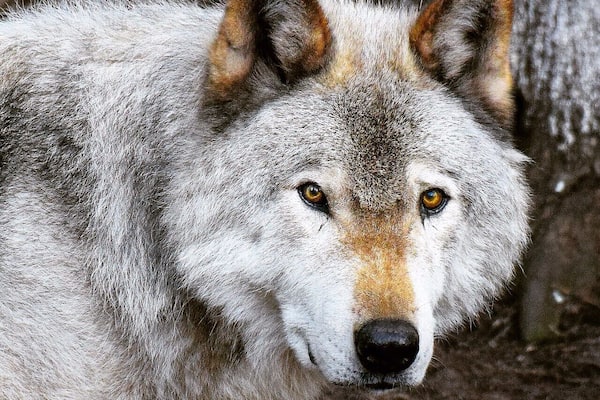 Parc Omega in Quebec Canada is a huge wildlife conservation area and the viewing opportunities are incredible. It's amazing how close you can watch wolves and other animals from Canada in their natural habitat. For more see: http://www.travelblissnow.com/wolves-parc-omega-canada/