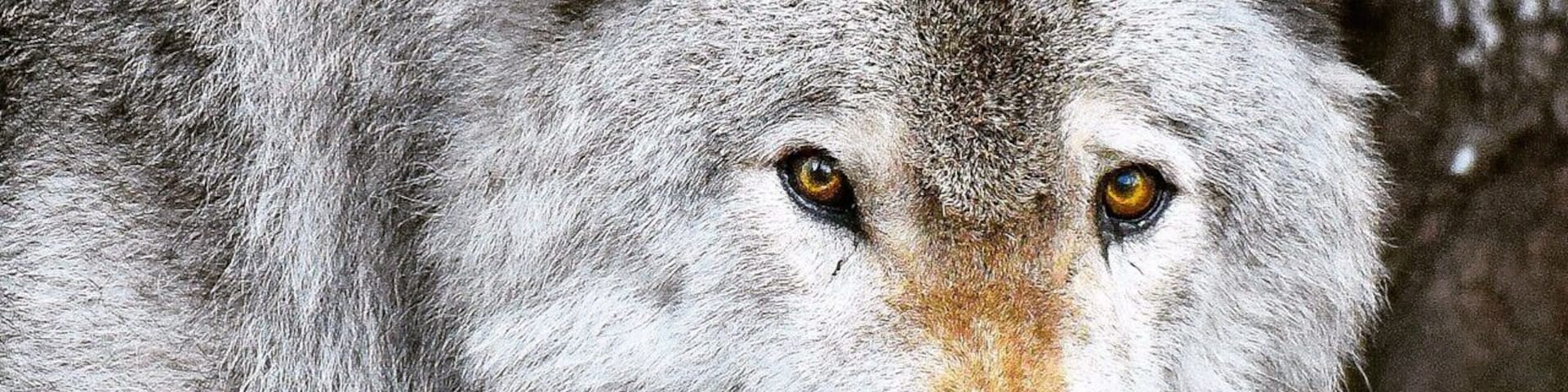 Parc Omega in Quebec Canada is a huge wildlife conservation area and the viewing opportunities are incredible. It's amazing how close you can watch wolves and other animals from Canada in their natural habitat. For more see: http://www.travelblissnow.com/wolves-parc-omega-canada/