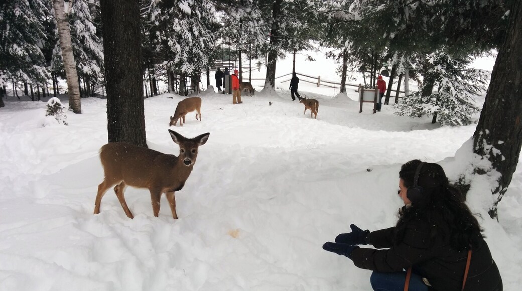 Cute baby deer#lifeatexpedia