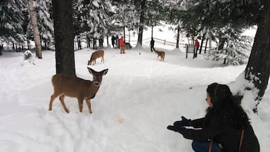 Cute baby deer#lifeatexpedia