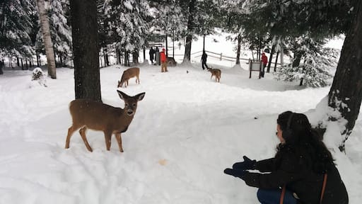 Cute baby deer#lifeatexpedia