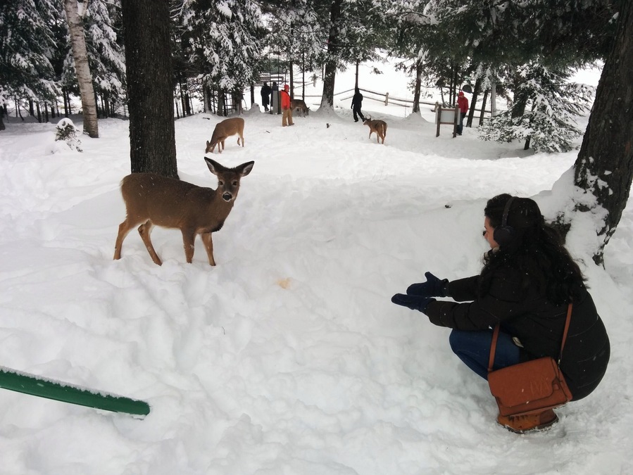 Cute baby deer#lifeatexpedia
